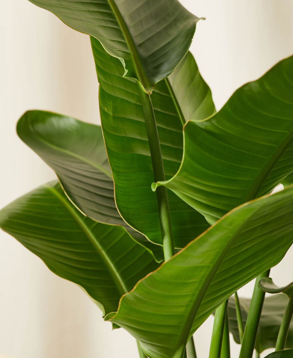 Bird of Paradise Luxe