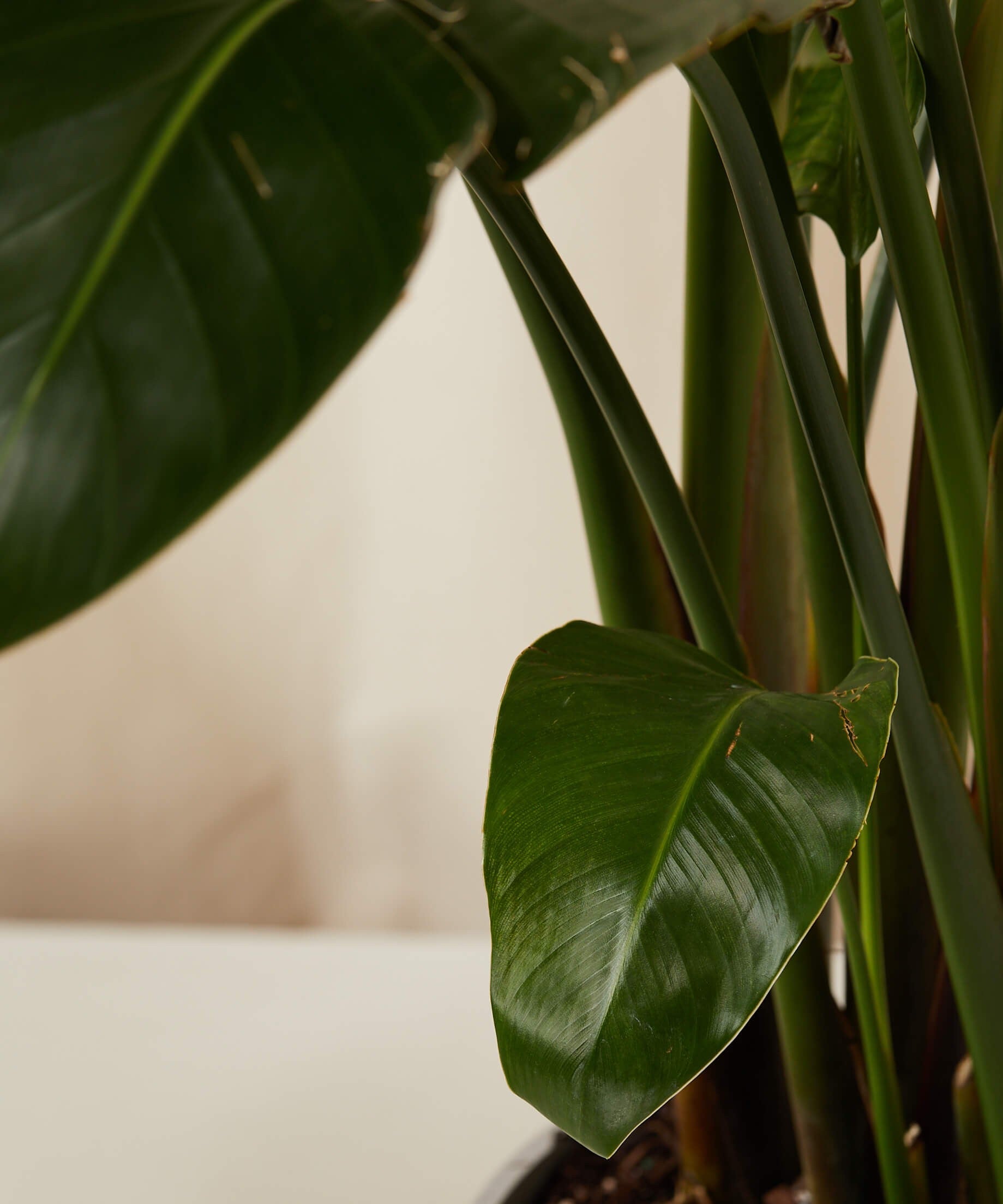 Bird of Paradise Luxe