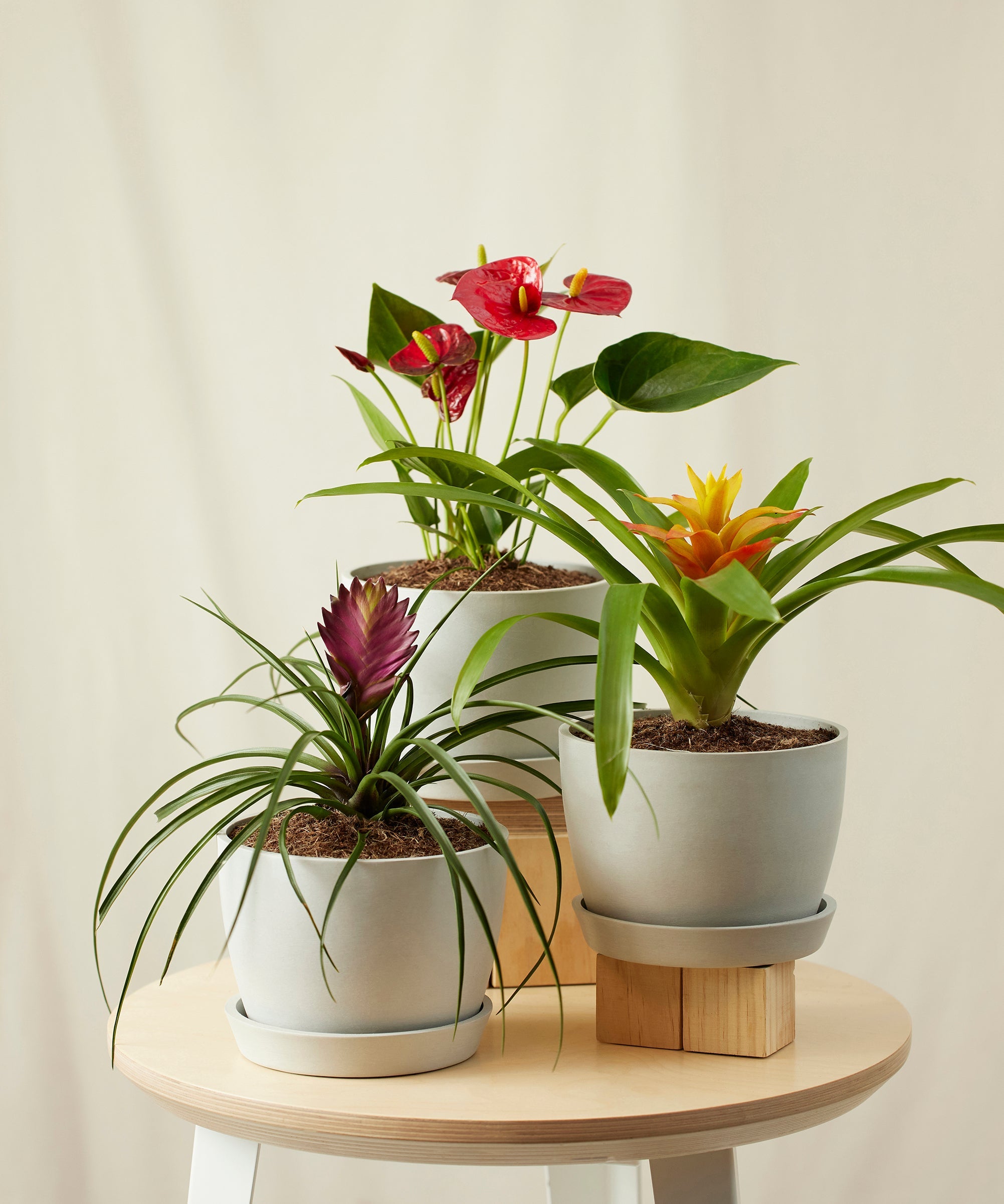 Colorful Collection
