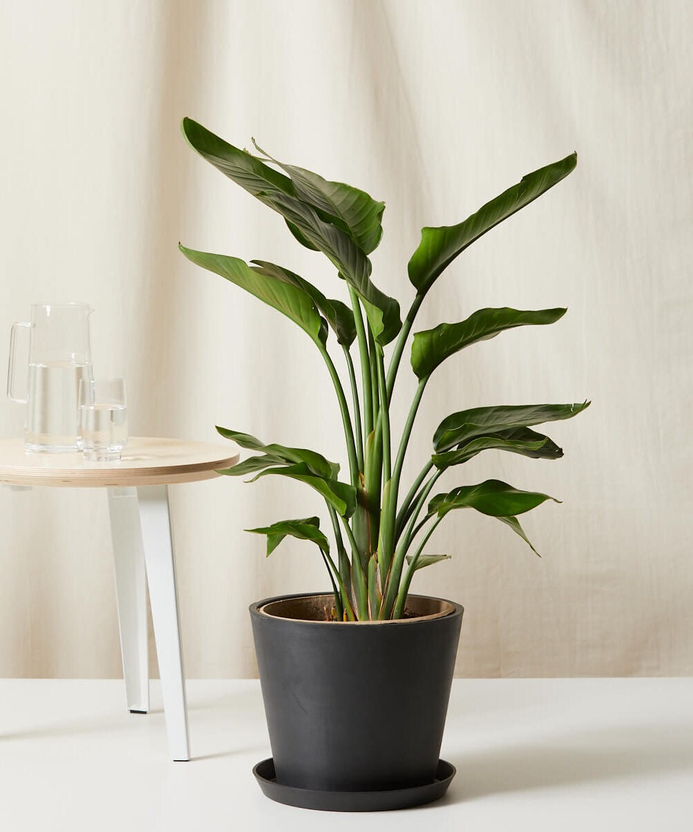 Bird of Paradise Luxe