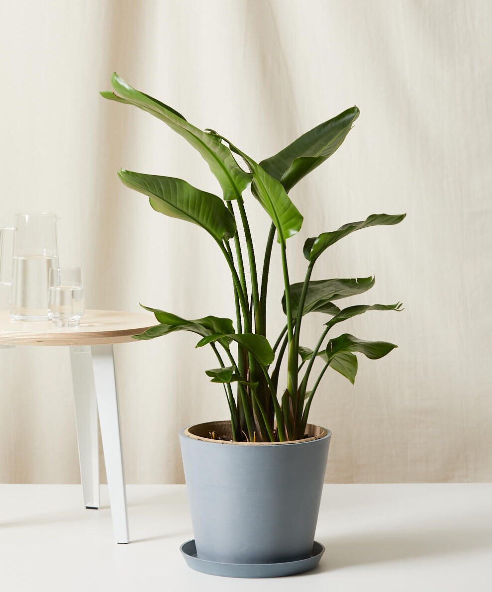 Bird of Paradise Luxe