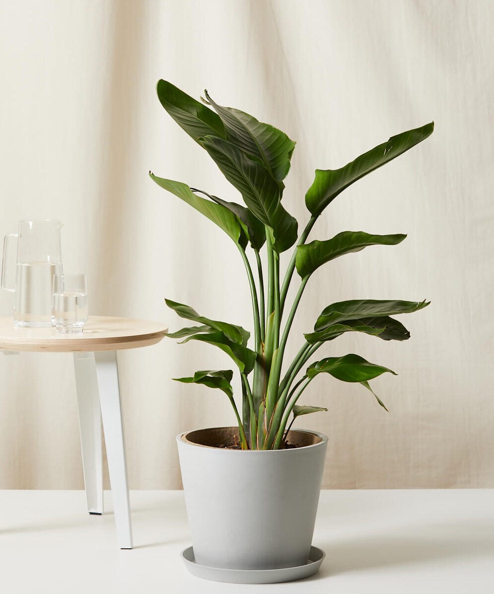 Bird of Paradise Luxe