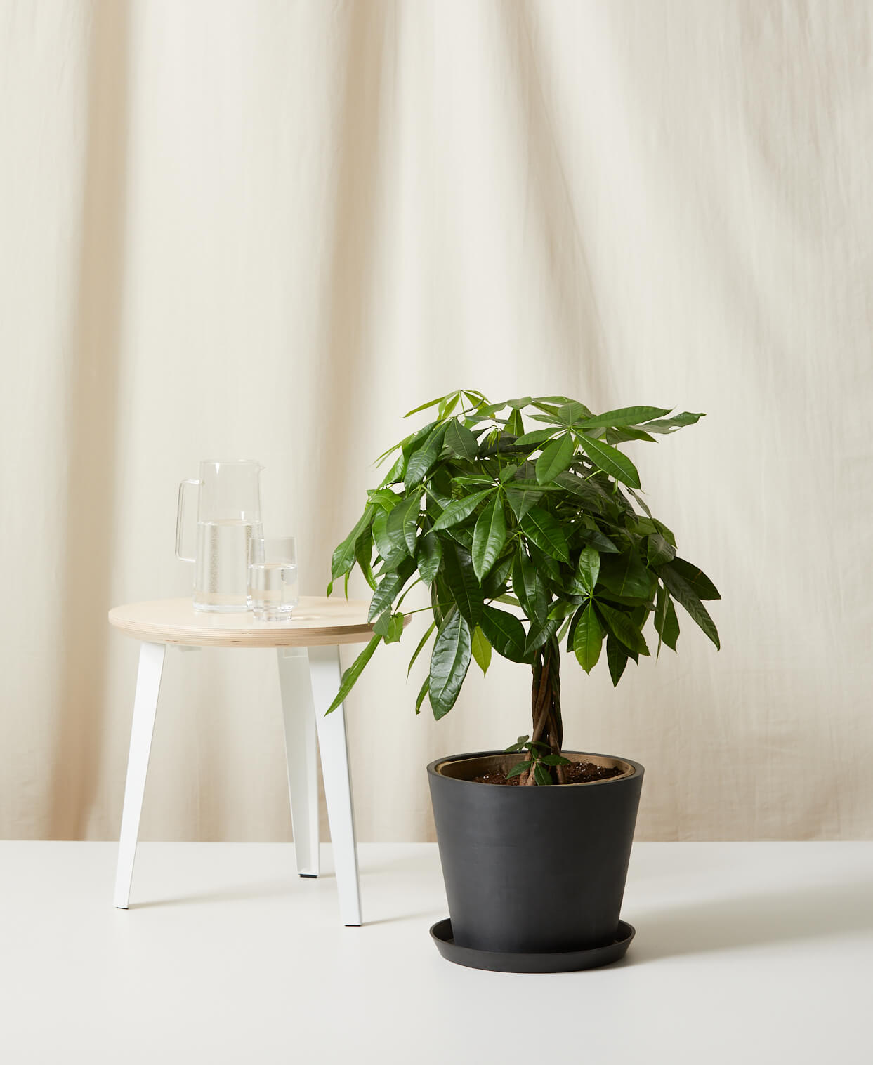 Money Tree