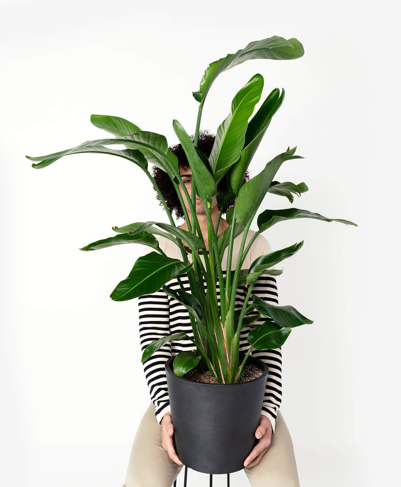 Bird of Paradise Luxe