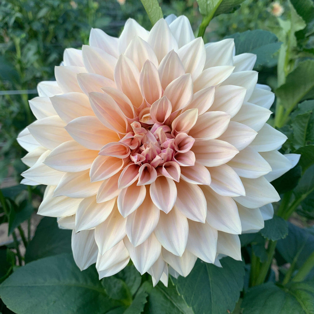 Dahlia Tuber Café au Lait
