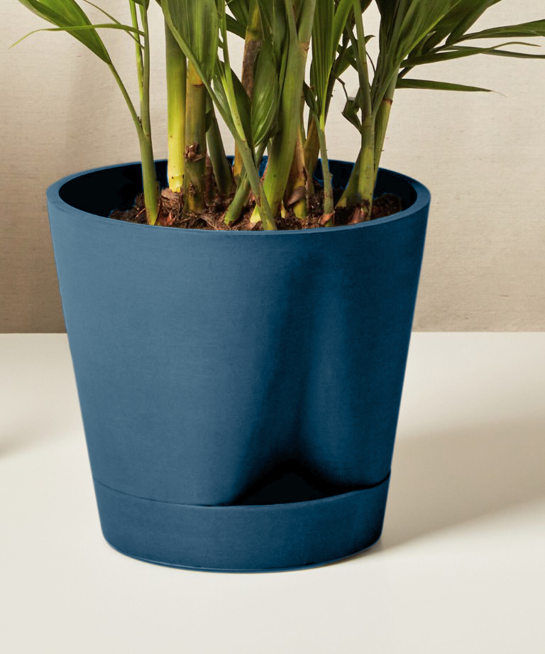 Bird of Paradise Luxe
